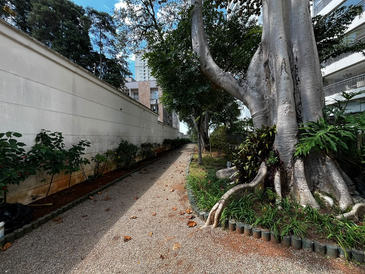 Bosque com figueira centenária no Condomínio Vila Imperial Ipiranga